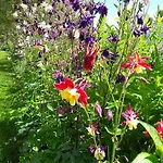 Alpensonne Neustift im Stubaital