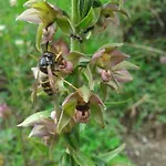 Apartment Alpensonne *