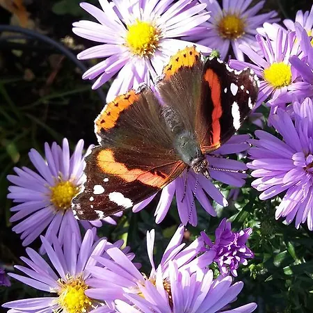 Alpensonne * ノイシュティフト・イム・シュトゥーバイタール