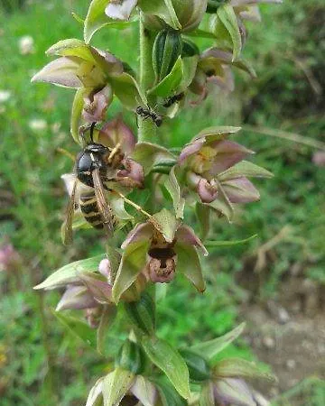 アパート Alpensonne *